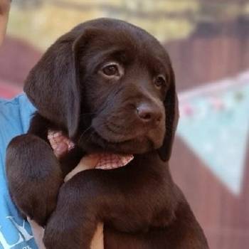 Labrador retriver, čokoladni štenci
