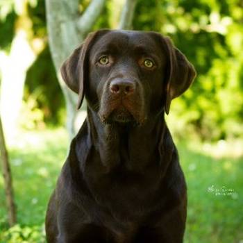Labrador retriver, čokoladni štenci