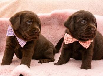 Labrador retriver, čokoladni štenci