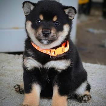 Shiba Inu prelepi štenci