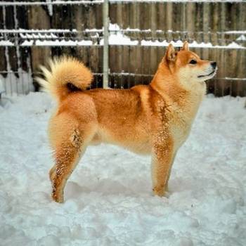 Shiba Inu prelepi štenci
