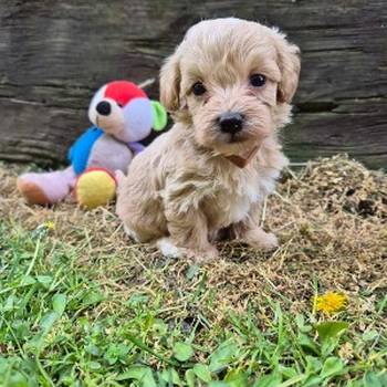 Mini maltipoo