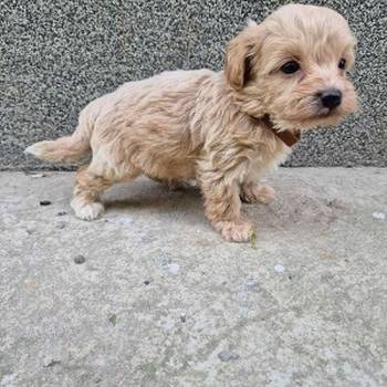 Mini maltipoo