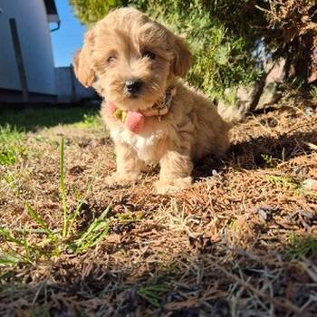 Mini maltipoo