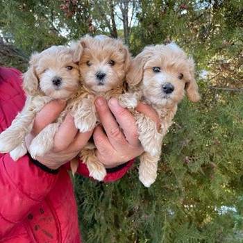 Mini maltipoo