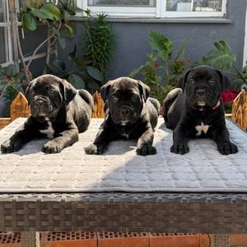 Crni Cane Corso štenci - rezervacije u toku