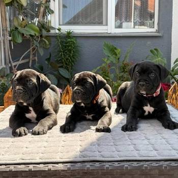 Crni Cane Corso štenci - rezervacije u toku