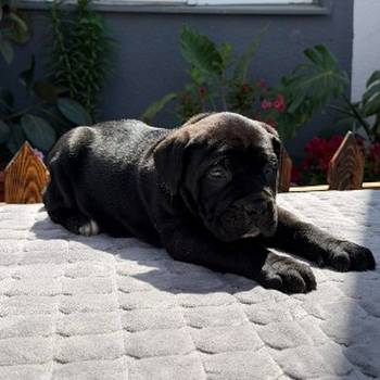 Crni Cane Corso štenci - rezervacije u toku