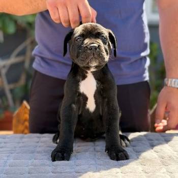 Crni Cane Corso štenci - rezervacije u toku