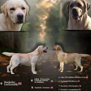 Stenci labrador retrivera