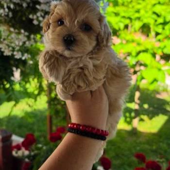 Savrseni maltipoo bebani spremni su za preuzimanje