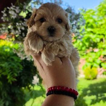 Savrseni maltipoo bebani spremni su za preuzimanje