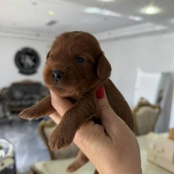 Cockapoo