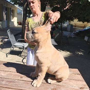 Cane Corso Kane Korso prelepi formentino štenci