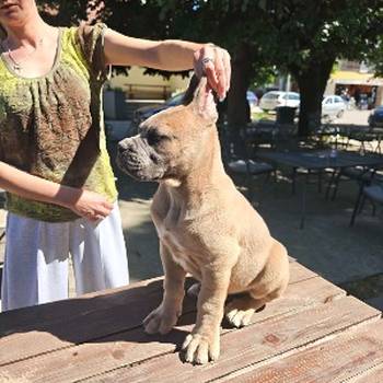 Cane Corso Kane Korso prelepi formentino štenci