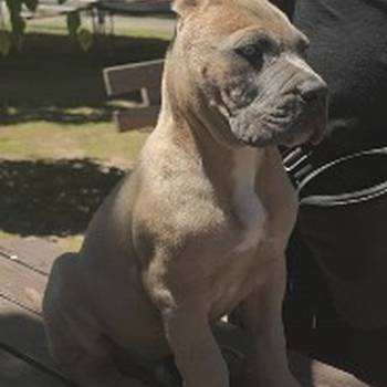 Cane Corso Kane Korso prelepi formentino štenci