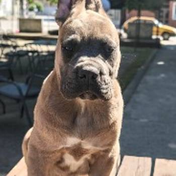 Cane Corso Kane Korso prelepi formentino štenci