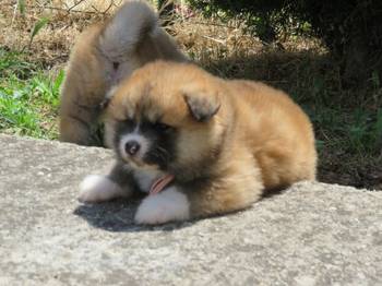 Akita Inu - Stenci