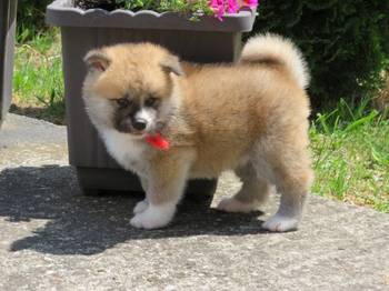 Akita Inu - Stenci