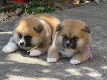 Akita Inu - Stenci