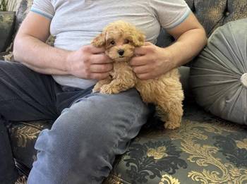 Maltipoo stenci
