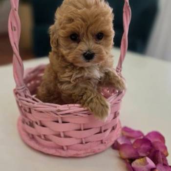 Preslatki maleni maltipoo stenci