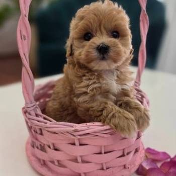 Preslatki maleni maltipoo stenci