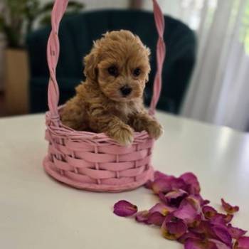 Preslatki maleni maltipoo stenci