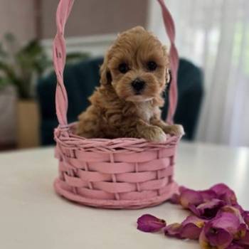 Preslatki maleni maltipoo stenci