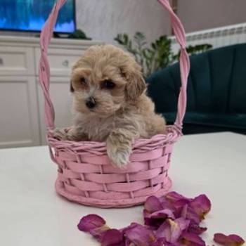 Preslatki maleni maltipoo stenci