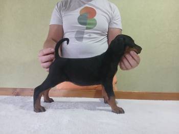 Vrhunski Doberman štenc