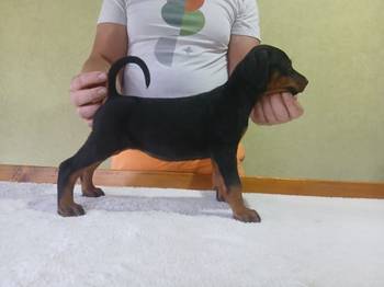 Vrhunski Doberman štenc