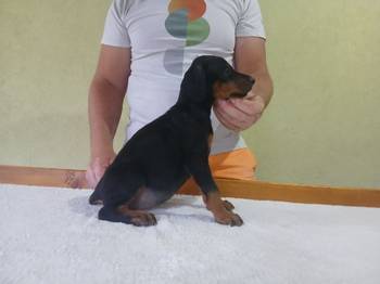 Vrhunski Doberman štenc
