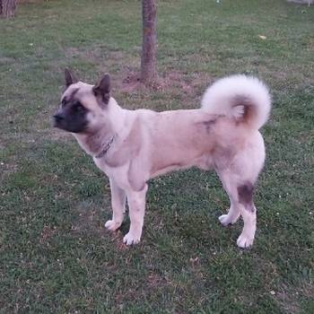 Američka akita, parenje