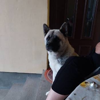 Američka akita, parenje