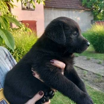 Prodajem tri muska steneta Labradora