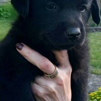 Prodajem tri muska steneta Labradora