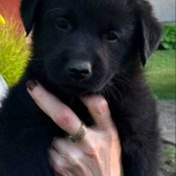Prodajem tri muska steneta Labradora