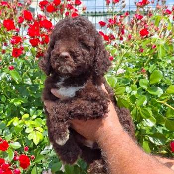 Lagoto Romanjolo (Lagotto Romagnolo)