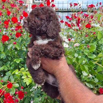 Lagoto Romanjolo (Lagotto Romagnolo)