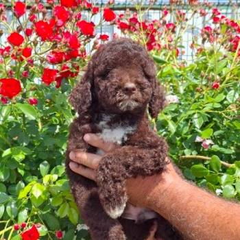 Lagoto Romanjolo (Lagotto Romagnolo)