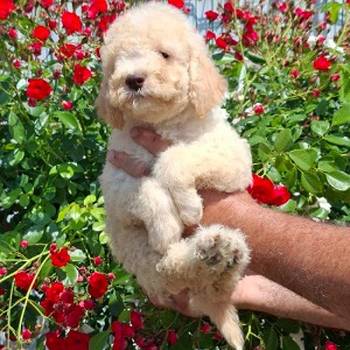 Lagoto Romanjolo (Lagotto Romagnolo)