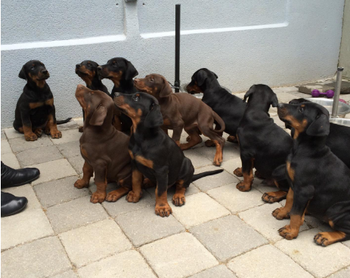 Registrirani štenci dobermana