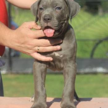 Cane Corso štenci