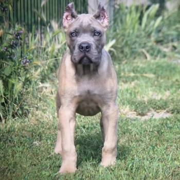 Cane Corso štenci