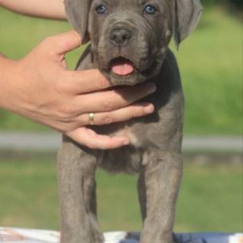 Cane Corso štenci