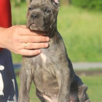 Cane Corso štenci