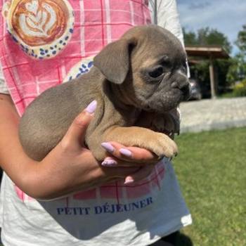 Francuski buldog štenci egzoticnih boja