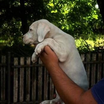 Argentinska DOGA štenci