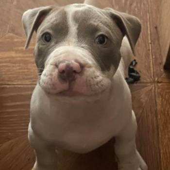 American bully štenci – vrhunski kvalitet